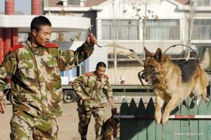 China-train-MWD